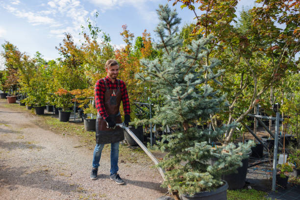 Trusted Vista Center, NJ Tree Services Experts