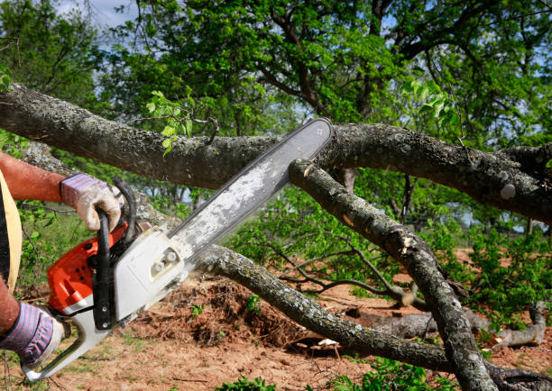 Best Tree Cabling and Bracing  in Vista Center, NJ